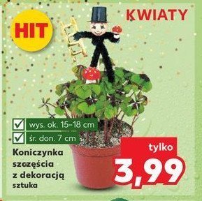 Koniczynka szczęścia 7 cm promocja