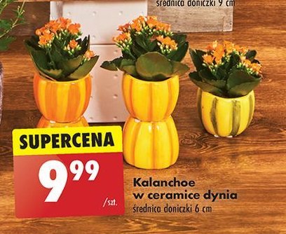 Kalanchoe doniczka dynia 6 cm promocja