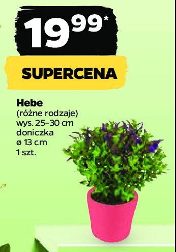 Hebe premium w doniczce 13 cm promocja