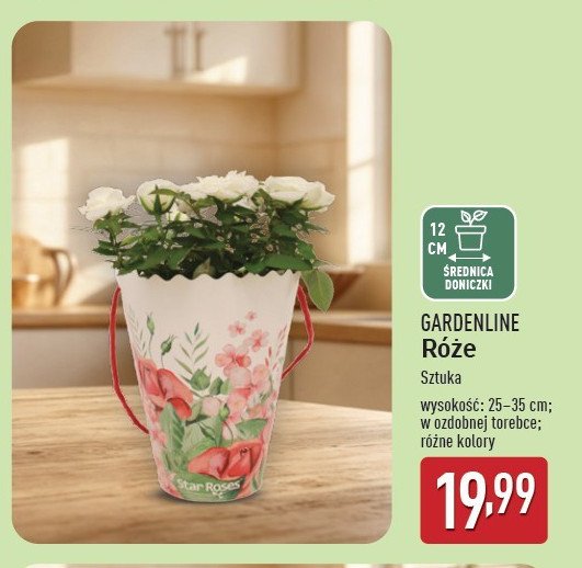 Róże w ozdobnej torebce GARDEN LINE promocja