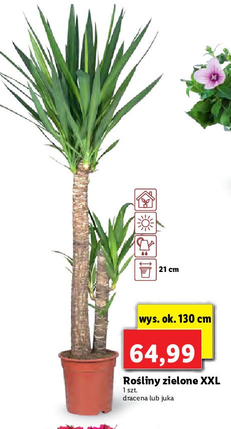 Juka 130 cm promocja