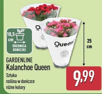 Kalanchoe Queen  promocja w Aldi