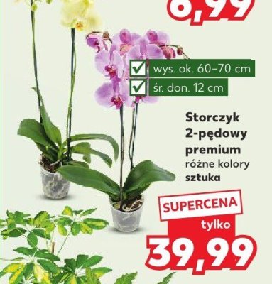Storczyk 2-pędowy premium różne kolory sztuka promocja w Kaufland