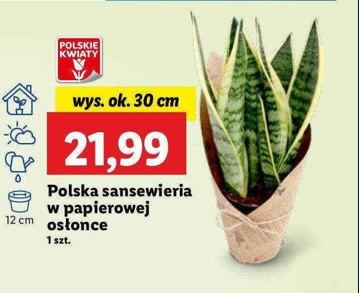 Sansewieria w papierowej osłonce wys. 30 cm promocja