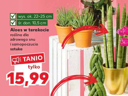 Aloes w terakocie 20-25 cm don. 10 cm promocja