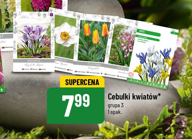 Cebulki kwiatowe krokus promocja