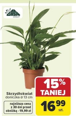 Skrzydłokwiat doniczkowy Ø 13 cm promocja w Carrefour