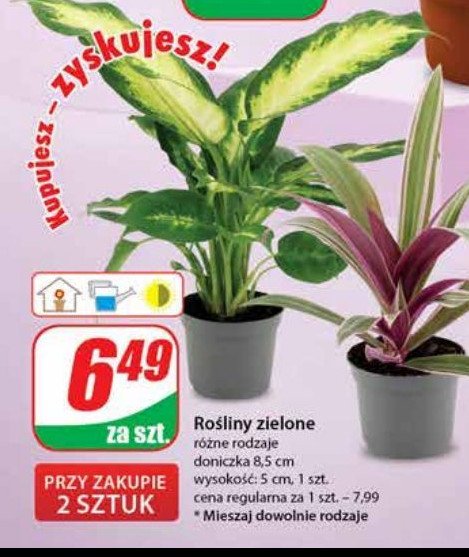 Rośliny zielone 8.5 cm promocja