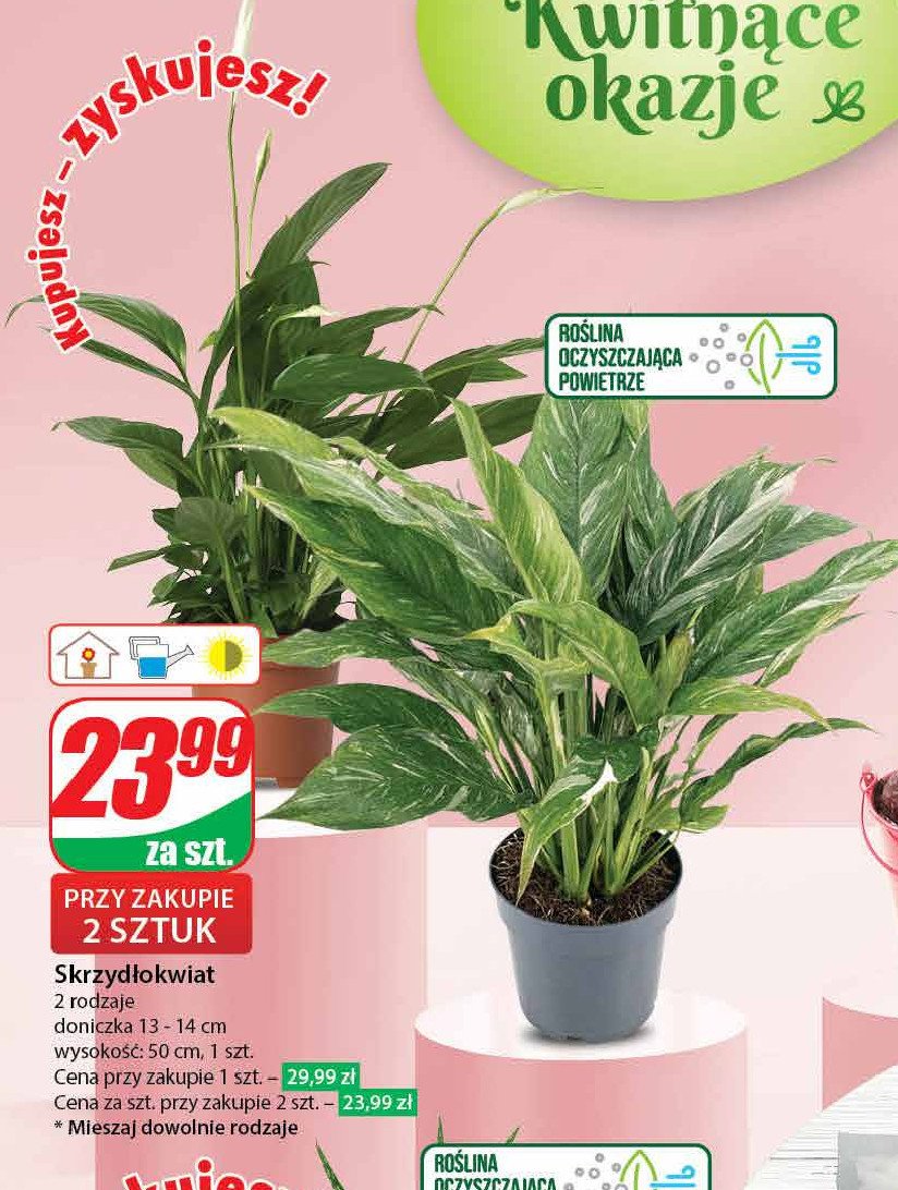 Skrzyd艂okwiat wys. 50 cm promocja