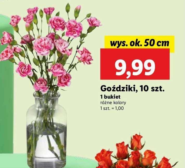 Goździki promocja w Lidl