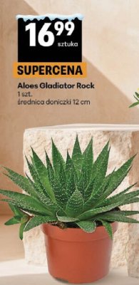 Aloes Gladiator Rock 1 szt. średnica doniczki 12 cm promocja w Delikatesy Centrum
