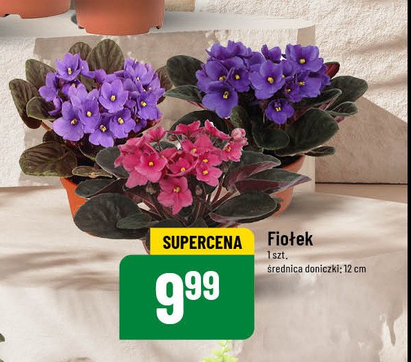 Fiołek w don. 12 cm promocja