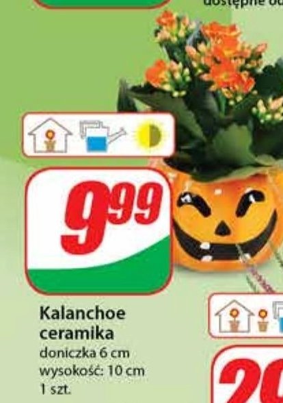 Kalanchoe w ceramicznej os艂once promocja