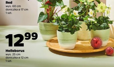 Helleborus roślina doniczkowa promocja w Netto