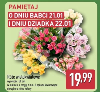 Róże wielokwiatowe promocja w Aldi