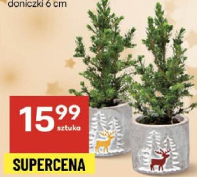 Świerk w świątecznej ceramice promocja w Delikatesy Centrum