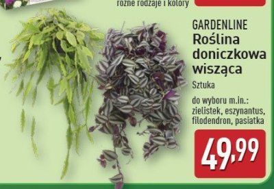 Eszynantus GARDEN LINE promocja