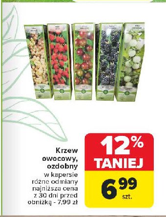 Jeżyna promocja w Carrefour