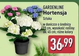 Hortensja promocja w Bricomarche
