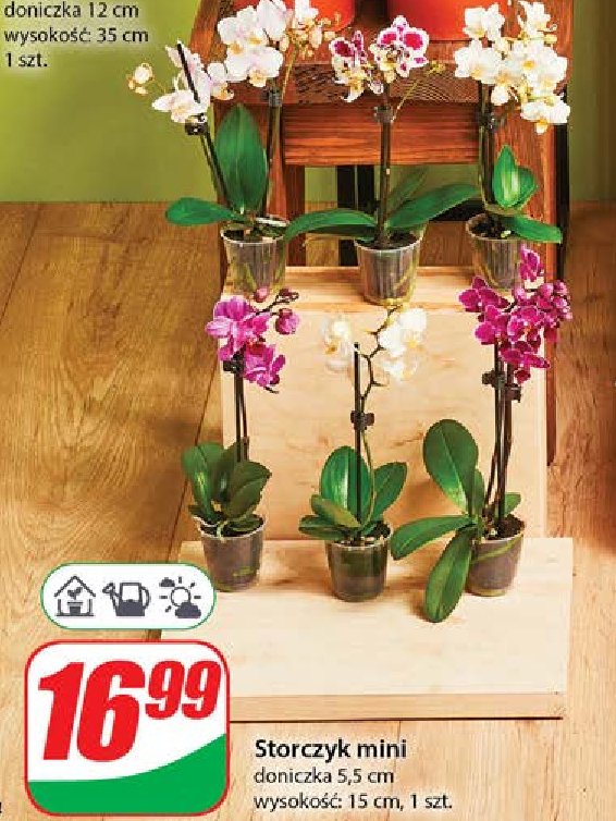 Storczyk mini promocja