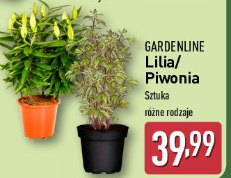 Piwonia GARDEN LINE promocja w Aldi