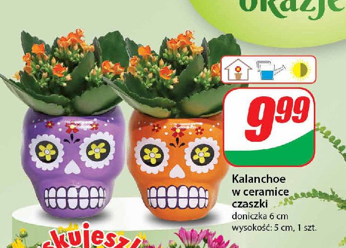 Kalanchoe 6 cm promocja