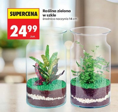Roślina zielona w szkle promocja w Biedronka
