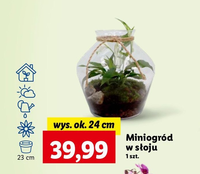 Miniogród w słoju wys. 24 cm promocja