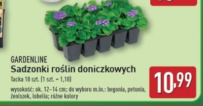 Sadzonki lobelia GARDEN LINE promocja
