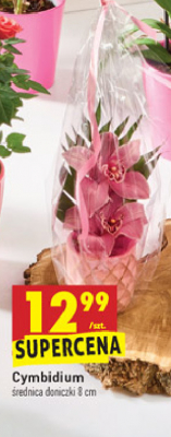 Cymbidium w doniczce promocja