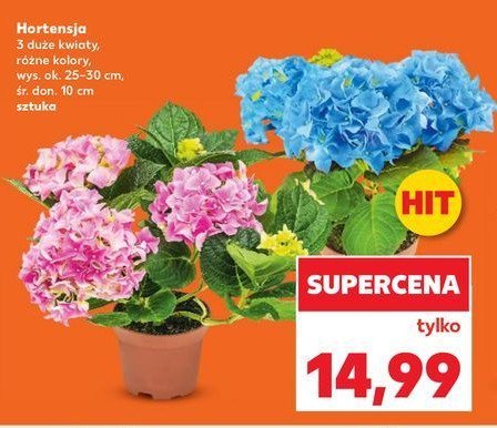 Hortensja don. 10 cm promocja