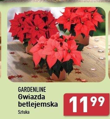 Gwiazda betlejemska GARDEN LINE promocja