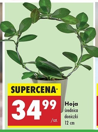 Hoja australis 12 cm promocja w Biedronka