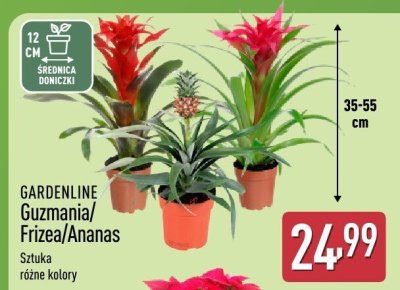 Frizea promocja w Aldi