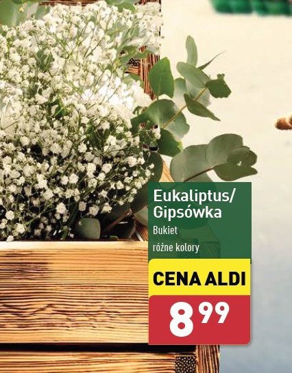 Gipsówka promocja w Aldi