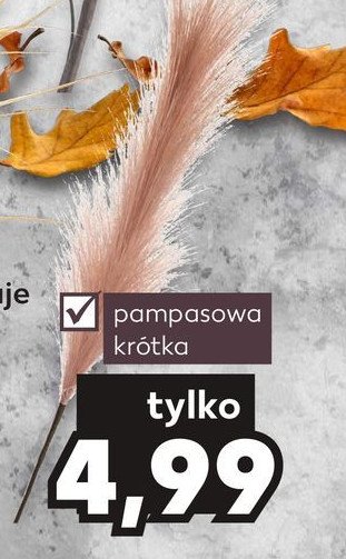 Trawa pampasowa kr贸tka promocja