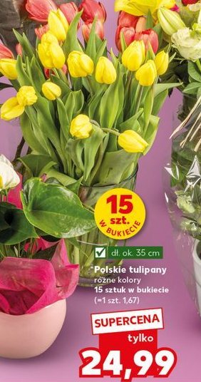 Tulipany promocja