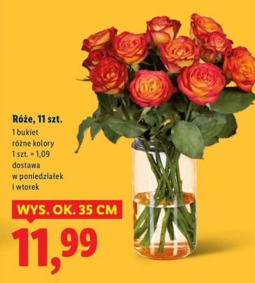 Róże, 11 szt. promocja w Lidl