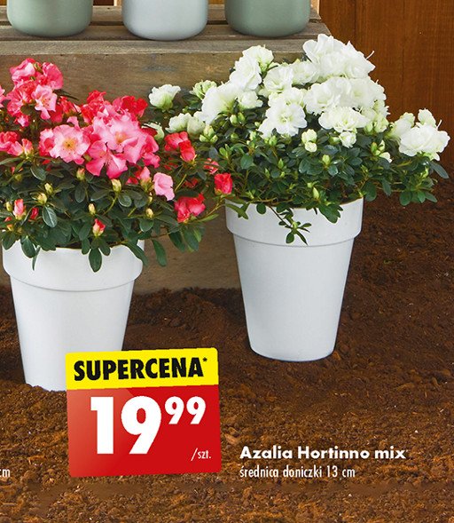 Azalia hortinno mix promocja