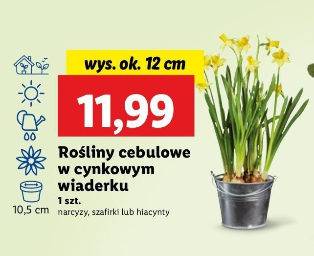 Hiacynt 12 cm promocja w Lidl