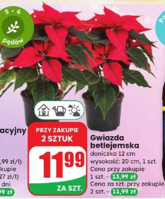 Gwiazda betlejemska doniczka 12 cm promocja w Dino
