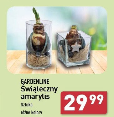 Amarylis świąteczny GARDEN LINE promocja w Aldi