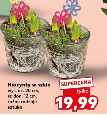 Hiacynty w szkle różne rodzaje promocja w Kaufland