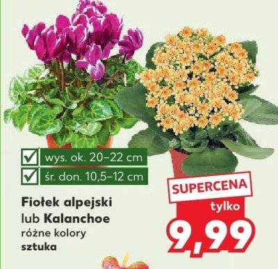 Kalanchoe  różne kolory promocja w Kaufland