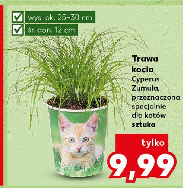 Kocia trawa promocja