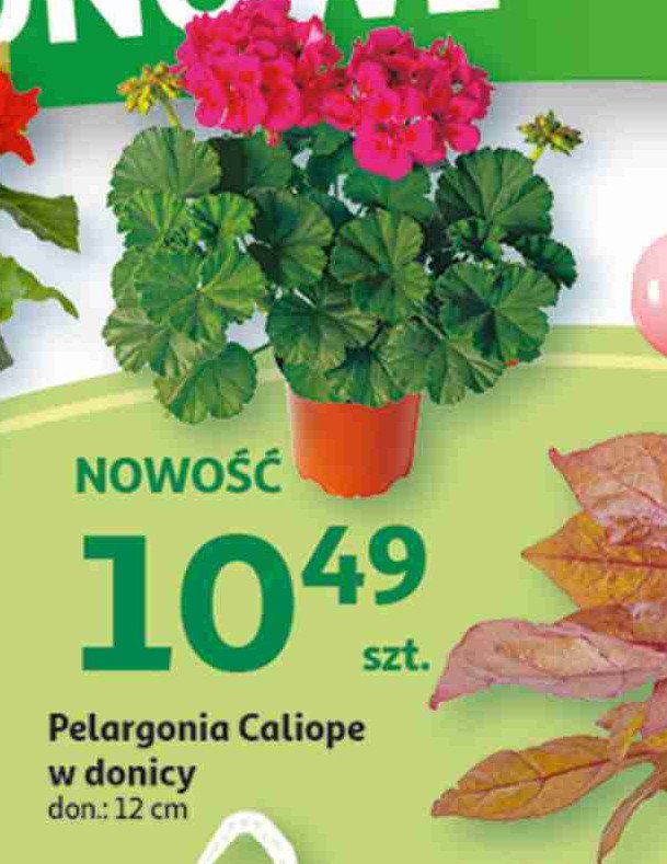 Pelargonia caliope don. 12 cm promocja w Auchan