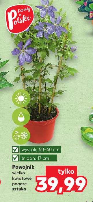 Powojnik - clematis w don. 2 l wys. 60 cm promocja