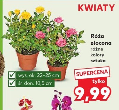Róża słoneczna różne kolory promocja w Kaufland