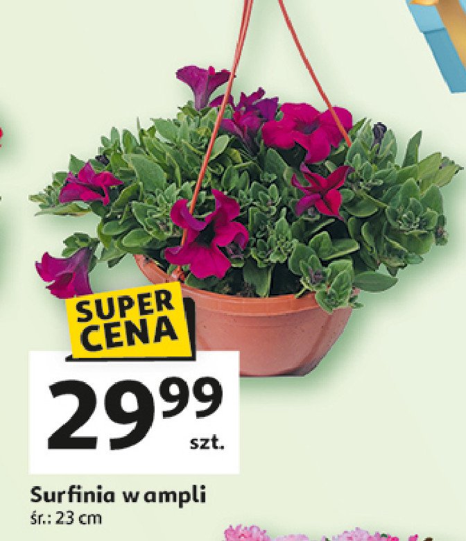 Surfinia w ampli 23 cm promocja