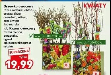 Porzeczkoagrest promocja